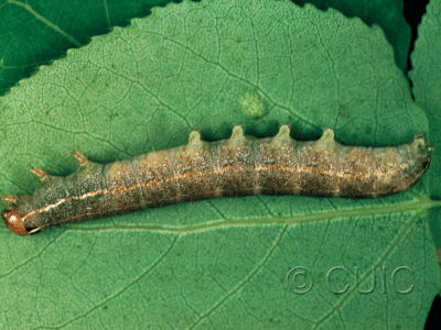 lateral view of larva Homoglaea hircina on Populus tremuloides in USA: NY