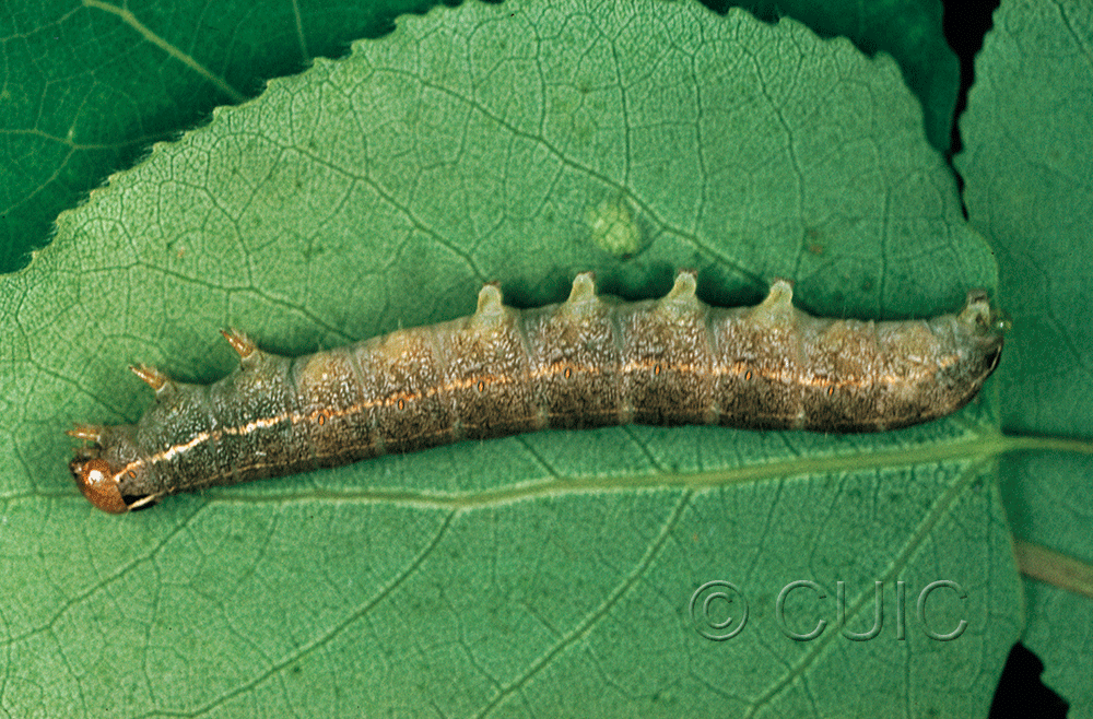 lateral view of larva Homoglaea hircina on Populus tremuloides in USA: NY