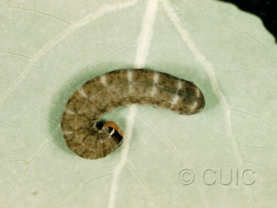 dorsal view of larva Homoglaea hircina