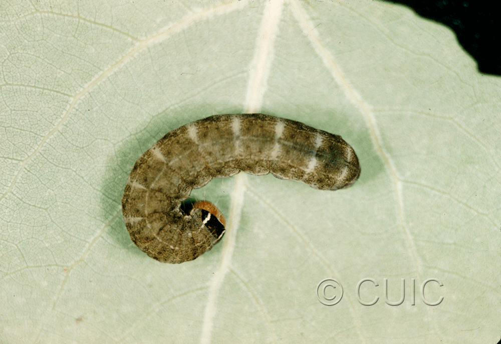 dorsal view of larva Homoglaea hircina