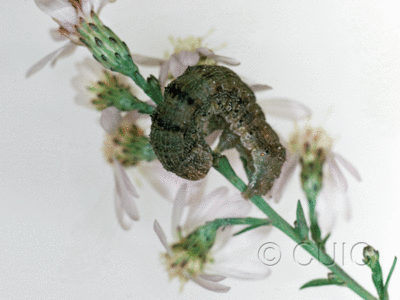 dorsal view of larva Homoglaea variegata on Acer negundo in USA: AZ