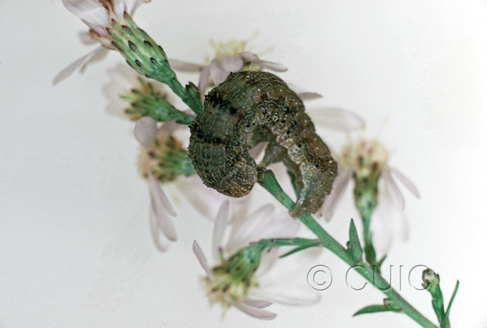 dorsal view of larva Homoglaea variegata on Acer negundo in USA: AZ