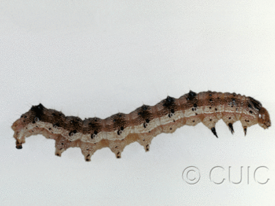 lateral view of larva Homoglaea variegata on Acer negundo in USA: AZ