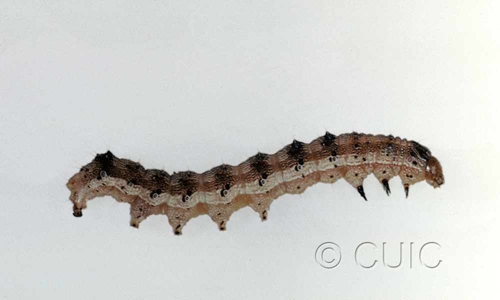 lateral view of larva Homoglaea variegata on Acer negundo in USA: AZ