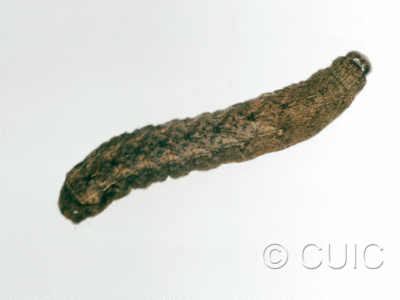 dorsal view of larva Homorthodes n. sp. 1 on Lactuca & Quercus in USA: AZ