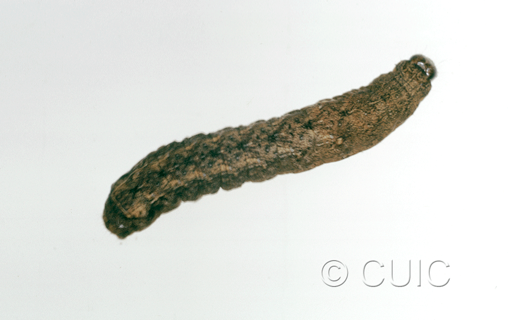 dorsal view of larva Homorthodes n. sp. 1 on Lactuca & Quercus in USA: AZ