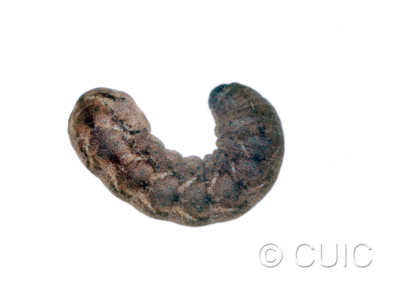 dorsal view of larva Homorthodes n. sp. 1 on Lactuca & Quercus in USA: AZ