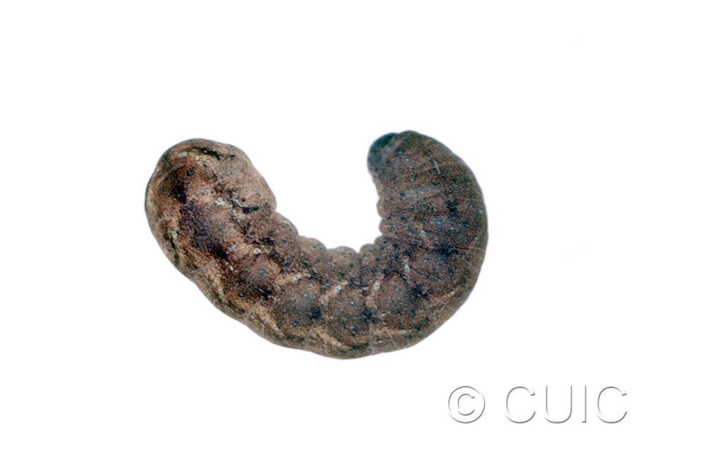 dorsal view of larva Homorthodes n. sp. 1 on Lactuca & Quercus in USA: AZ