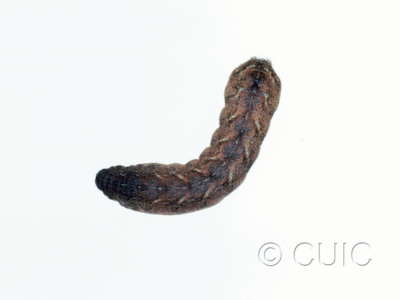 dorsal view of larva Homorthodes n. sp. 1 on Lactuca & Quercus in USA: AZ