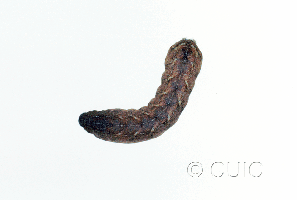 dorsal view of larva Homorthodes n. sp. 1 on Lactuca & Quercus in USA: AZ