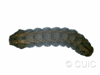 dorsal view of larva Homorthodes uniformis on Taraxacum in USA: MT