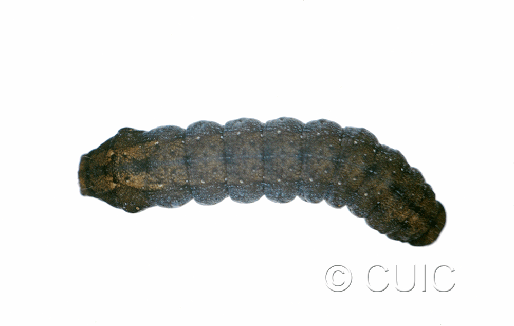 dorsal view of larva Homorthodes uniformis on Taraxacum in USA: MT