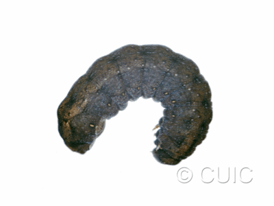 lateral view of larva Homorthodes uniformis on Taraxacum in USA: MT