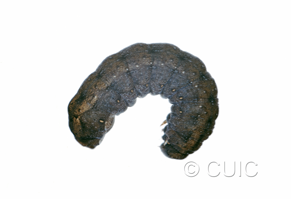 lateral view of larva Homorthodes uniformis on Taraxacum in USA: MT