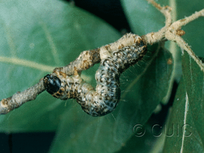 lateral view of larva Hydromena