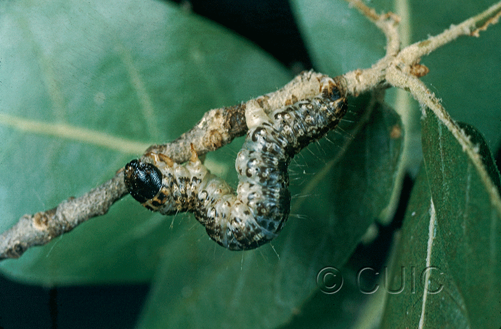 lateral view of larva Hydromena