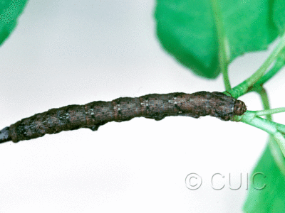 dorsal view of larva Hypagyrtis on Prunus in Tx