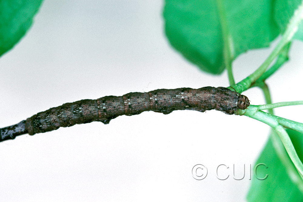 dorsal view of larva Hypagyrtis on Prunus in Tx