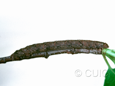 lateral view of larva Hypagyrtis on Prunus in Tx