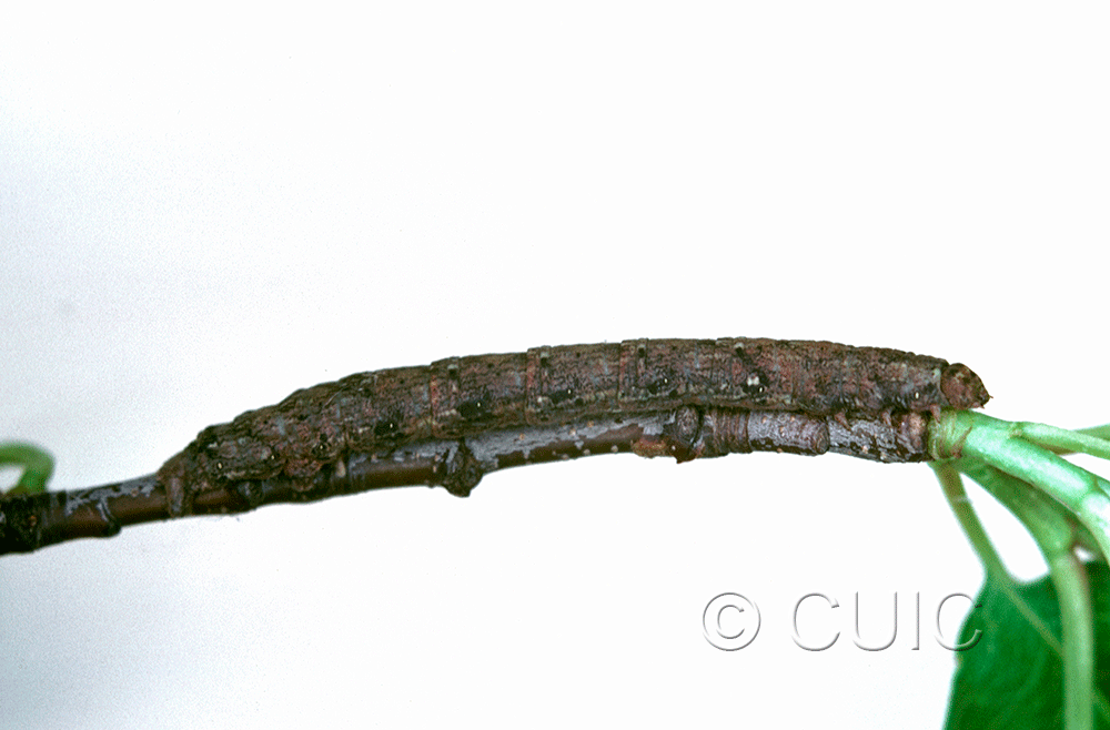 lateral view of larva Hypagyrtis on Prunus in Tx