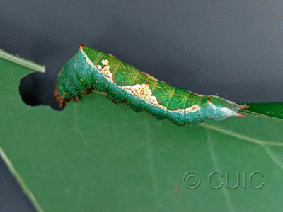 dorsal view of larva Hyparpax aurora on Quercus