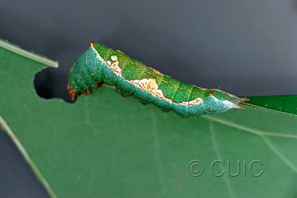 dorsal view of larva Hyparpax aurora on Quercus