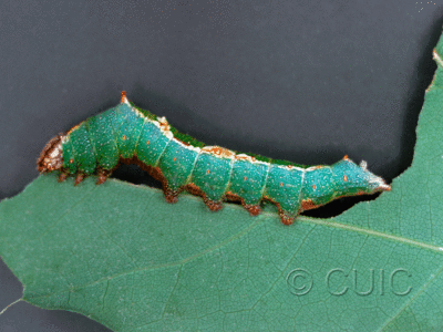 lateral view of larva Hyparpax aurora on Quercus