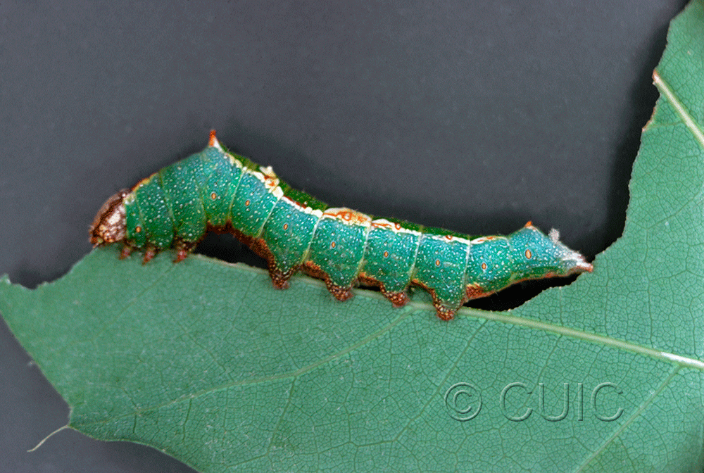 lateral view of larva Hyparpax aurora on Quercus
