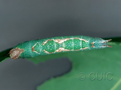dorsal view of larva Hyparpax aurostriata on Quercus in USA: TX