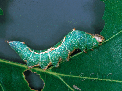lateral view of larva Hyparpax aurostriata on Quercus in USA: TX