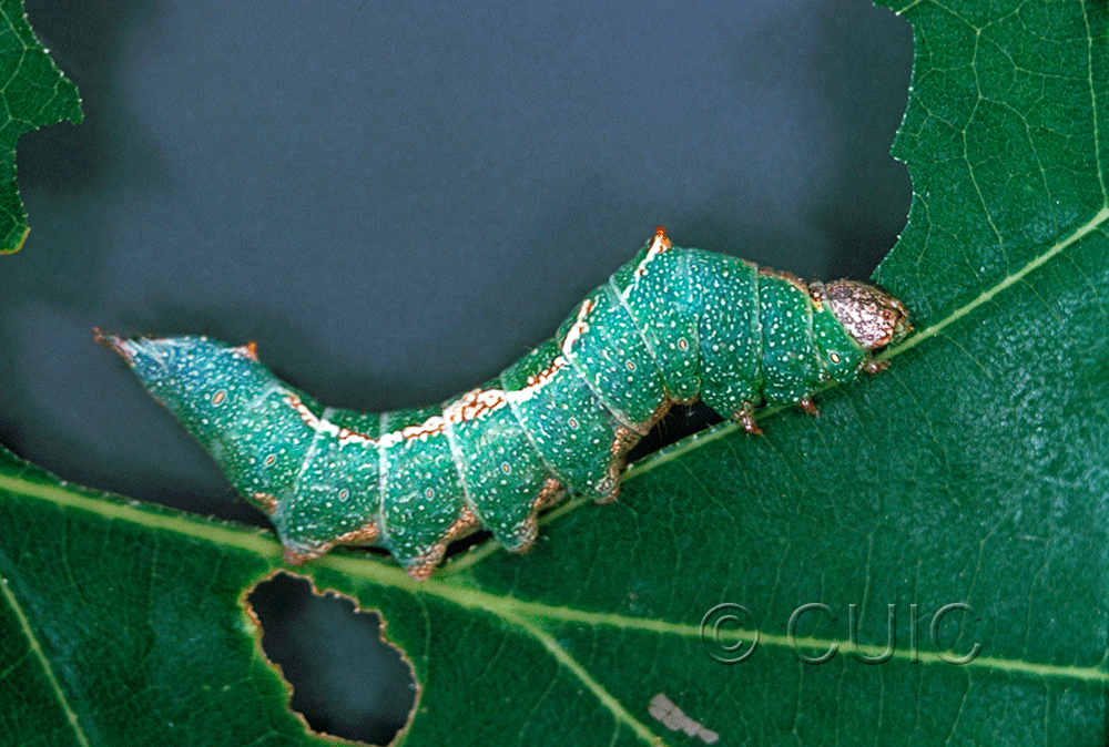 lateral view of larva Hyparpax aurostriata on Quercus in USA: TX