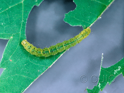 dorsal view of larva Hypena on Acer rubra in USA: NY