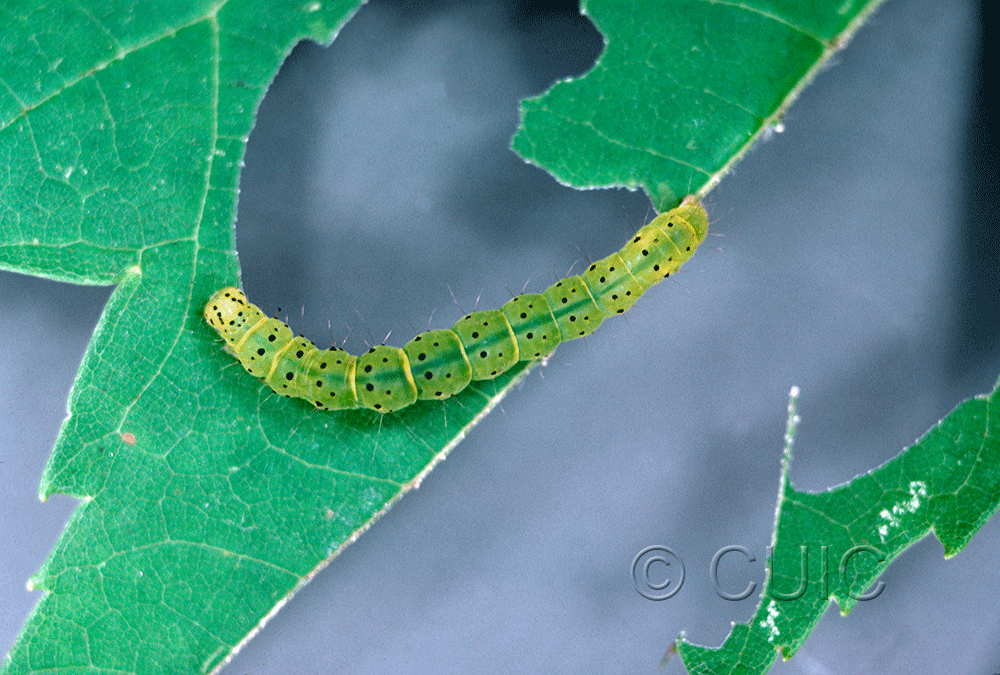dorsal view of larva Hypena on Acer rubra in USA: NY