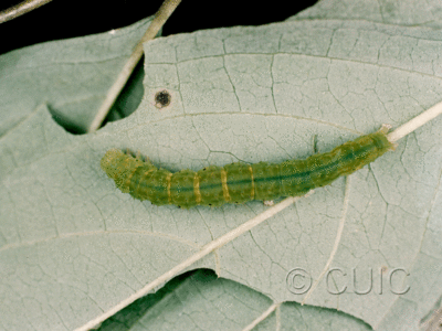 dorsal view of larva Hypena bijugalis