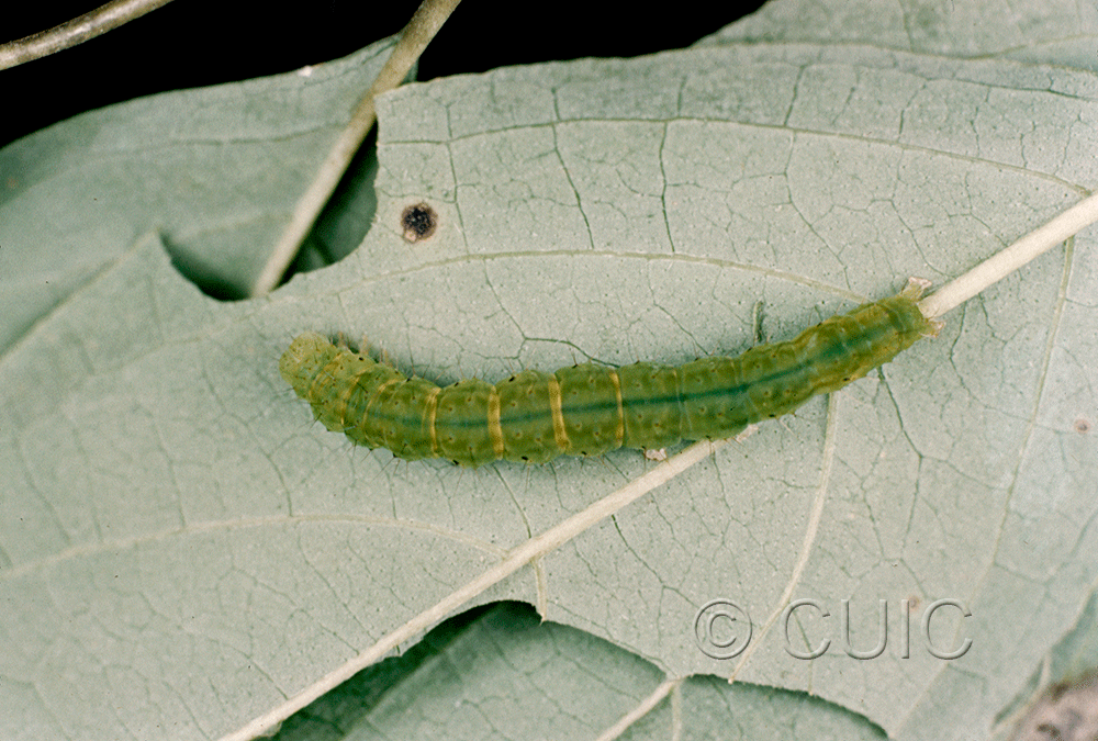 dorsal view of larva Hypena bijugalis