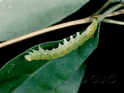 lateral view of larva Hypena bijugalis