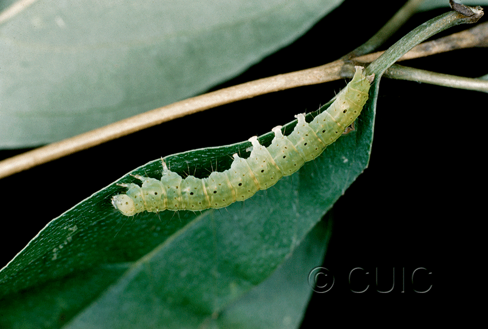 lateral view of larva Hypena bijugalis