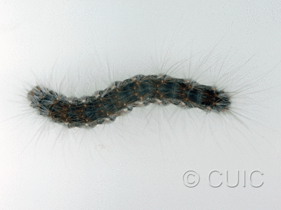 dorsal view of larva Hyphantria in USA: AZ