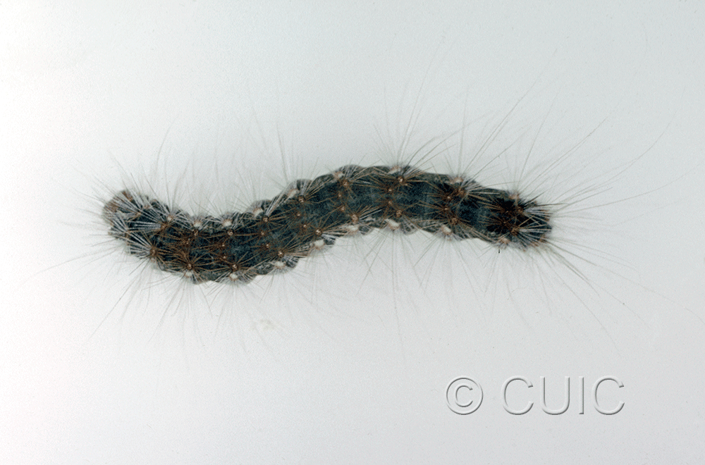 dorsal view of larva Hyphantria in USA: AZ