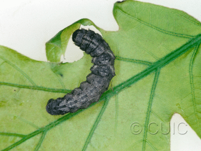 dorsal view of larva Hypomices umbrosaria on Quercus in USA: NY
