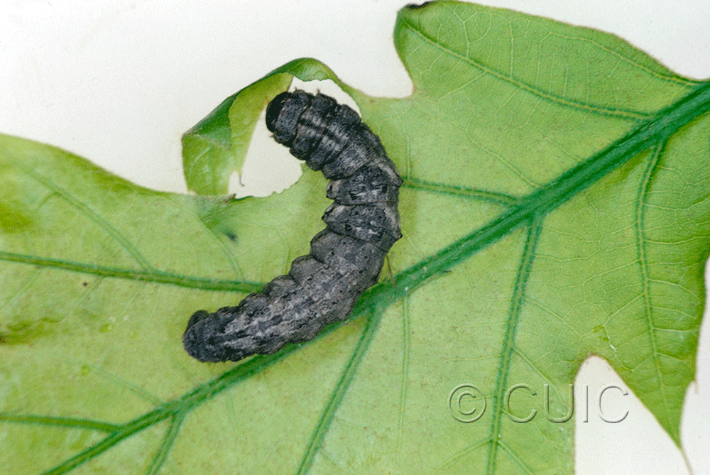 dorsal view of larva Hypomices umbrosaria on Quercus in USA: NY