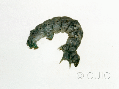 lateral view of larva Hypomices umbrosaria on Quercus in USA: NY
