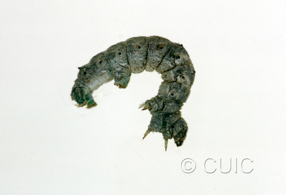 lateral view of larva Hypomices umbrosaria on Quercus in USA: NY