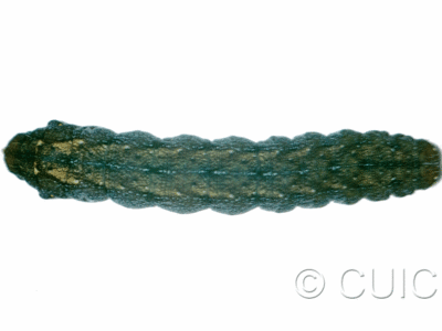 dorsal view of larva Hyppa on Taraxacum in USA: MT