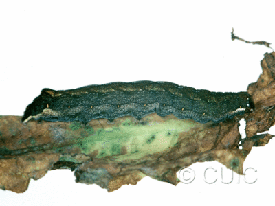 lateral view of larva Hyppa on Taraxacum in USA: MT