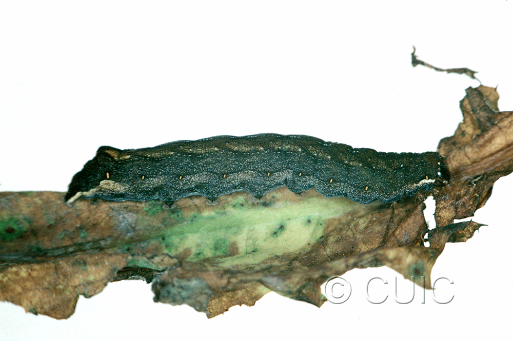 lateral view of larva Hyppa on Taraxacum in USA: MT