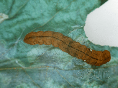dorsal view of larva Pseudothyatira cymatophoroides on Taraxacum in USA: NY