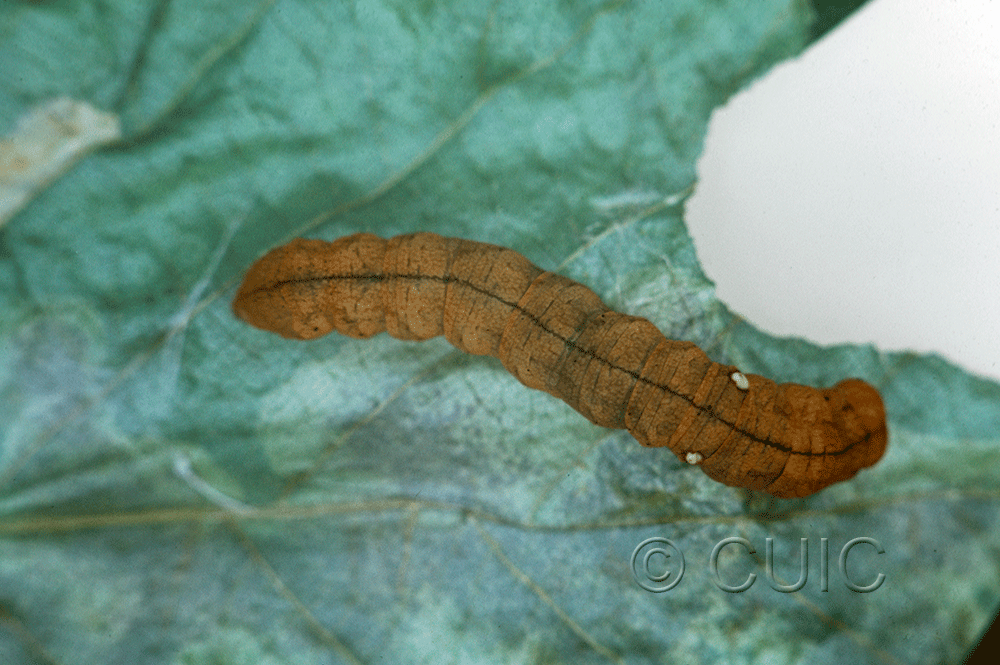 dorsal view of larva Pseudothyatira cymatophoroides on Taraxacum in USA: NY