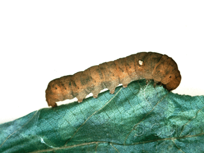 lateral view of larva Pseudothyatira cymatophoroides on Taraxacum in USA: NY