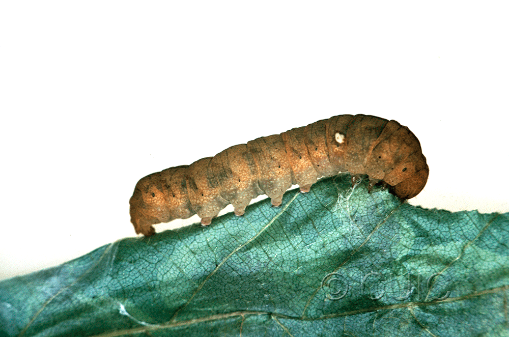 lateral view of larva Pseudothyatira cymatophoroides on Taraxacum in USA: NY